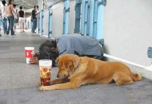 物乞いをするホームレス犬