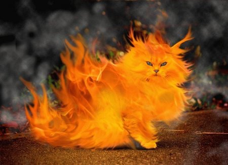 真っ赤に燃える猫