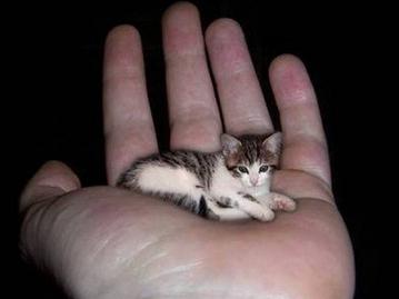 世界一小さな猫