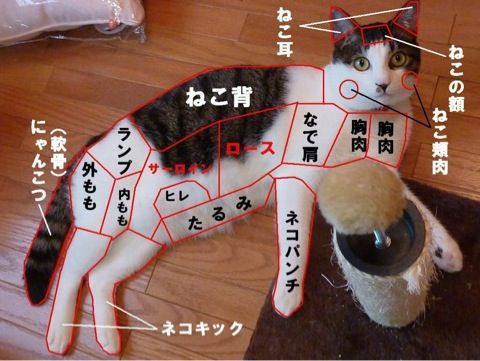 猫の解剖図