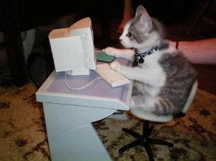 パソコンでトレードする猫