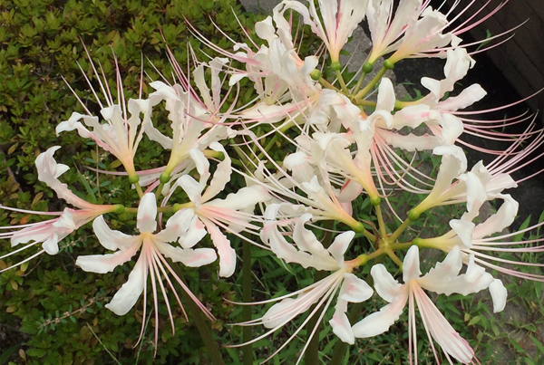 ほんのりピンク色の白い彼岸花（ヒガンバナ）