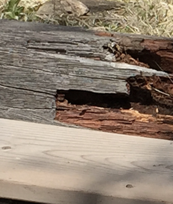 枕木のシロアリ被害