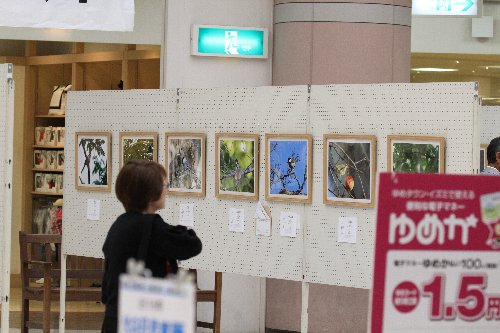 写真展20160612荒尾シティモール004