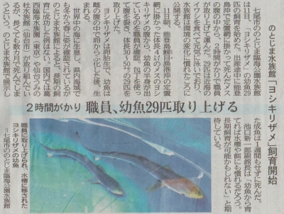 のとじま水族館　ヨシキリザメ