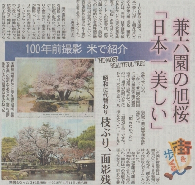 日本一美しい兼六園の旭桜