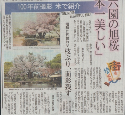 日本一美しい兼六園の旭桜１