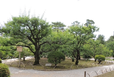 梅林