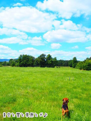 青空と雲と草原と犬
