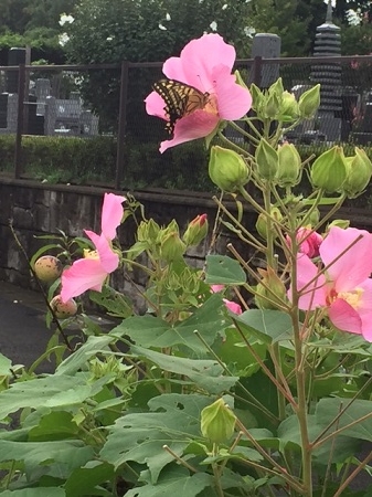ムクゲ（ピンク）と蝶